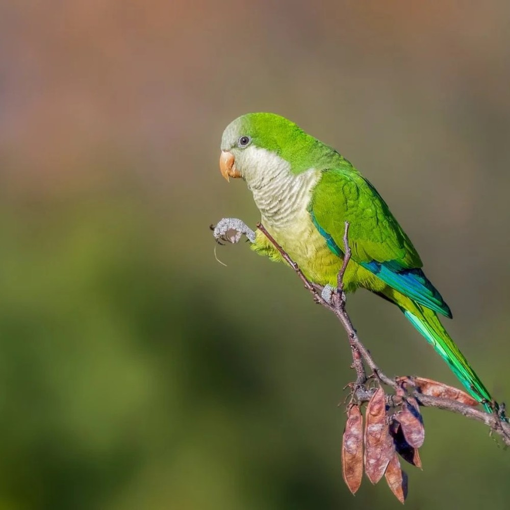 Meet your Posher, Jose